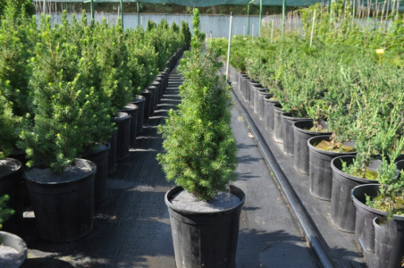 Ялина канадська Коніка (С3)