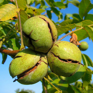 Грецкий орех Топоривский (сеянец)