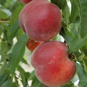 Персик Роял Тайм
