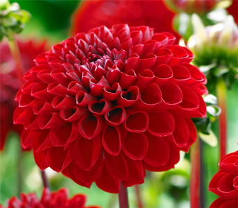 Жоржина Viking