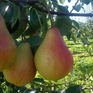 Груша Александровка