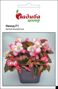 Бегония Наход F1, вечноцветущая, 10 гран Садиба Центр