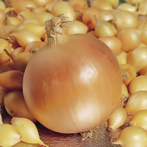 Цибуля - сіянка (саджанка) Геркулес 10 кг