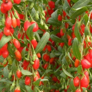 Годжі Нью Біг