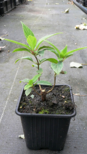 Гортензія Лаймлайт 1 рік