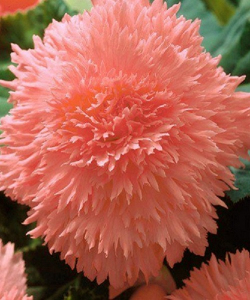 Бегония фимбриата лососева