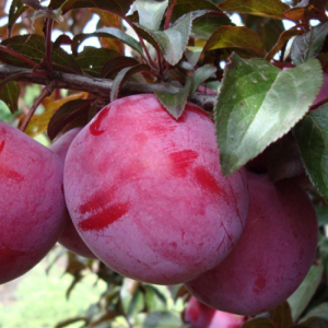 Слива Голлівуд (червонолиста)