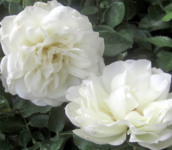 Роза Почвопокровная Вайт Мейланд (White Meidiland