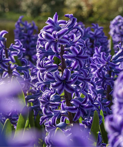 Гиацинт Блу Джекет (Blue Jacket)