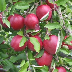 Яблуня Глостер