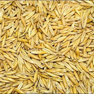 Овес посевной, 1 кг