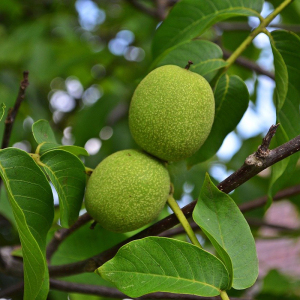 Грецкий орех Буковинский (сеянец)