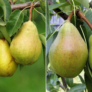 Груша дерево сад (Стрыйская + Мария)