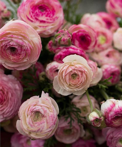 Лютики Авив Пикоте Роуз (Aviv Picotee Roze), 5 шт