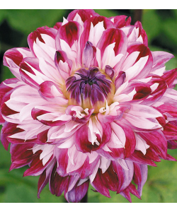 Жоржина Optic Illusion