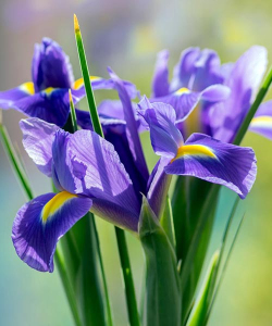 Ирис Голландика Сапфир Бьюти (Hollandica Sapphire Beauty), 5 шт