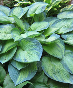 Хоста Blue Shadows