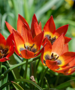 Тюльпан Литл Принцес (Little Princess), 5 шт