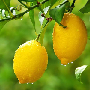 Лимон Ташкентський