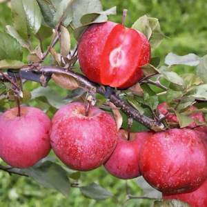 Яблоня красномясая Эра