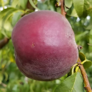Персик красномясый Ред Робин