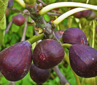 Інжир Київський великоплідний