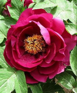 Півонія Kokulryunishiki (фіолетовий)