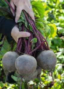 Буряк Бікорес, 10 000 нас, Bejo Zaden