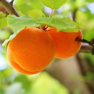 Абрикос колоновидний Компаніло