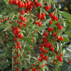 Годжі Світ Лавбері, 1 рік