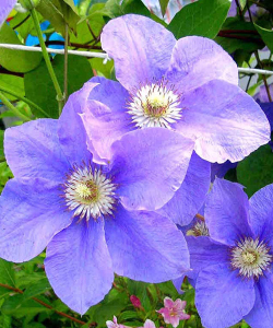 Клематис Bal Tzvetov