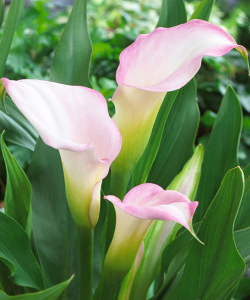 Калла Crystal blush