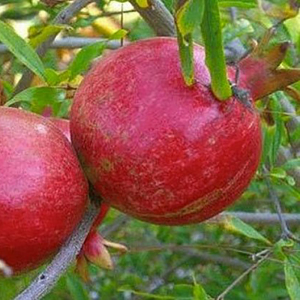 Гранат Балла Мюрсаль