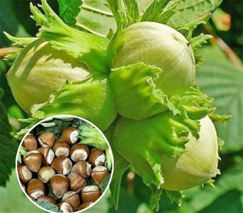 Фундук Барселонський (сіянець)