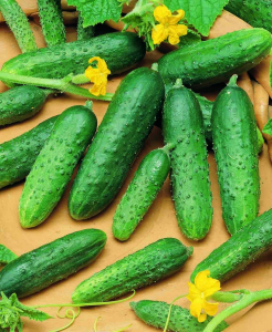 Огурец Астерикс F1, 1000 шт, Bejo Zaden