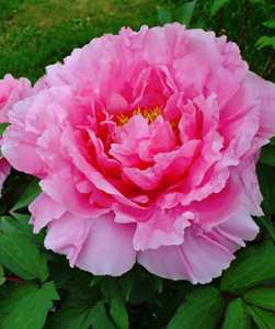 Півонія Full chojuraku (темно-рожевий)