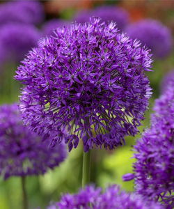 Алліум Пурпл Сенсейшн (Purple Sensation)
