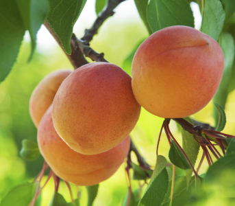 Абрикос Червонощокий