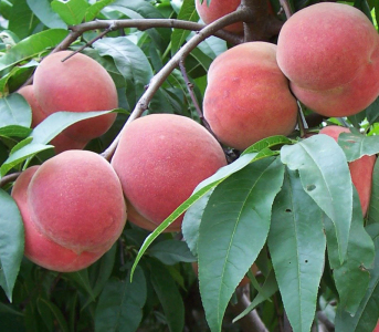 Персик Ерлі Роял Ві