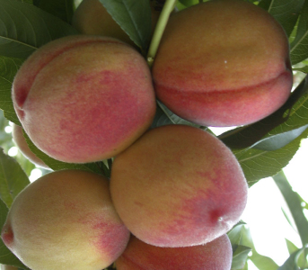 Персик Редхевен