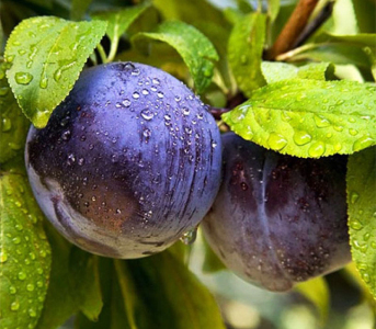 Слива Блю Фрі