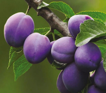 Слива Богатир