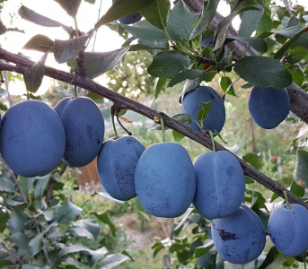 Слива Чачакська Лепотіка