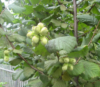 Фундук Галлє (сіянець)