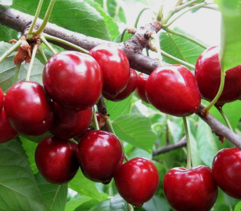 Черешня Крупноплодная