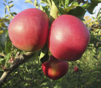 Яблуня Джонаголд Декоста
