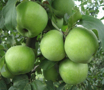 Яблуня Ренет Симиренка