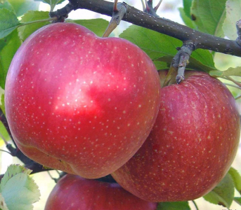 Яблуня Слава Переможцям