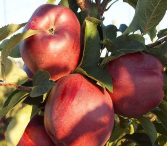 Яблуня Ред Чіф