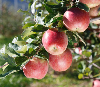 Яблуня Фуджі